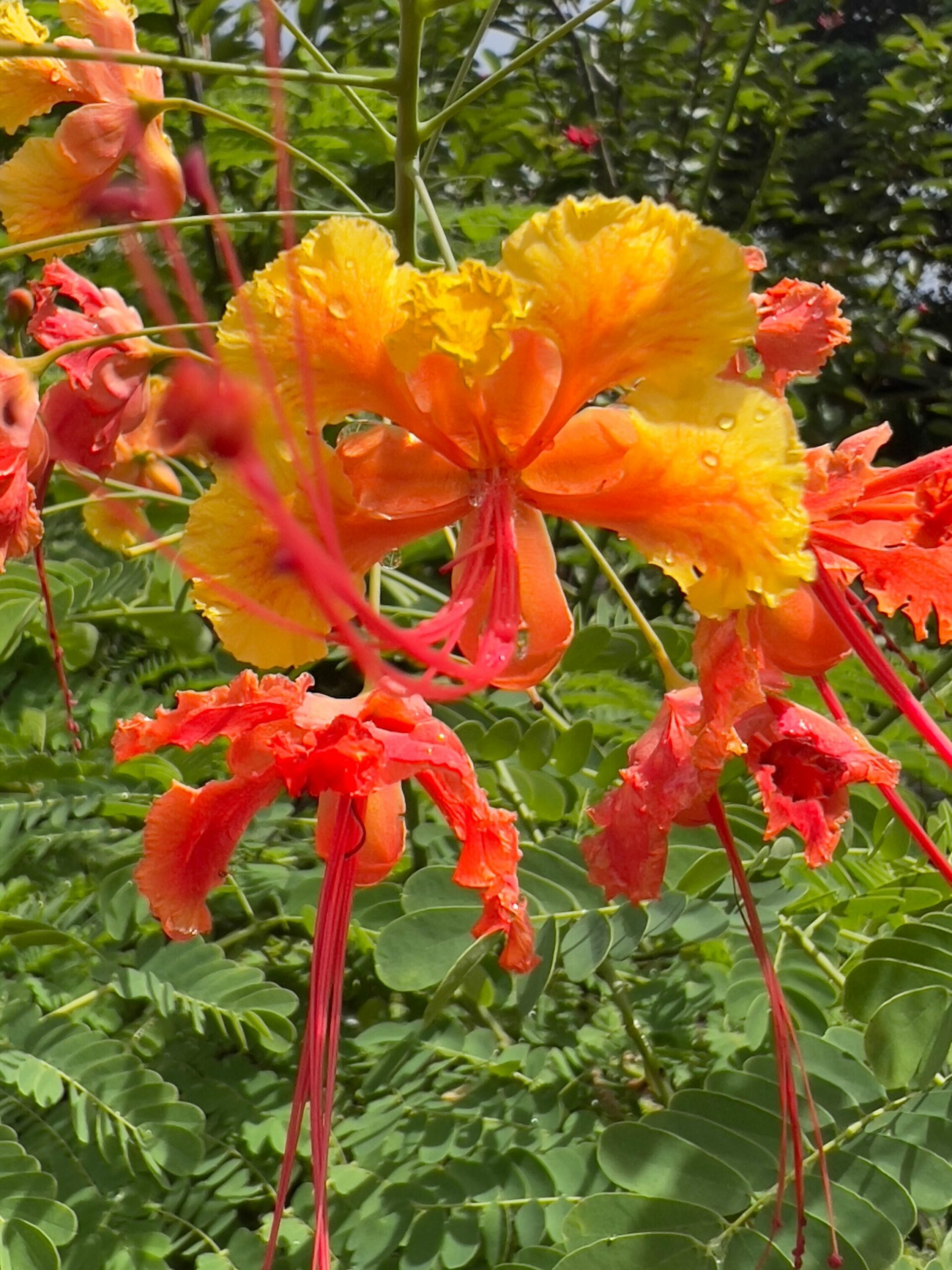 Le 02/11/2023 Hibiscus Lanterne Japonaise